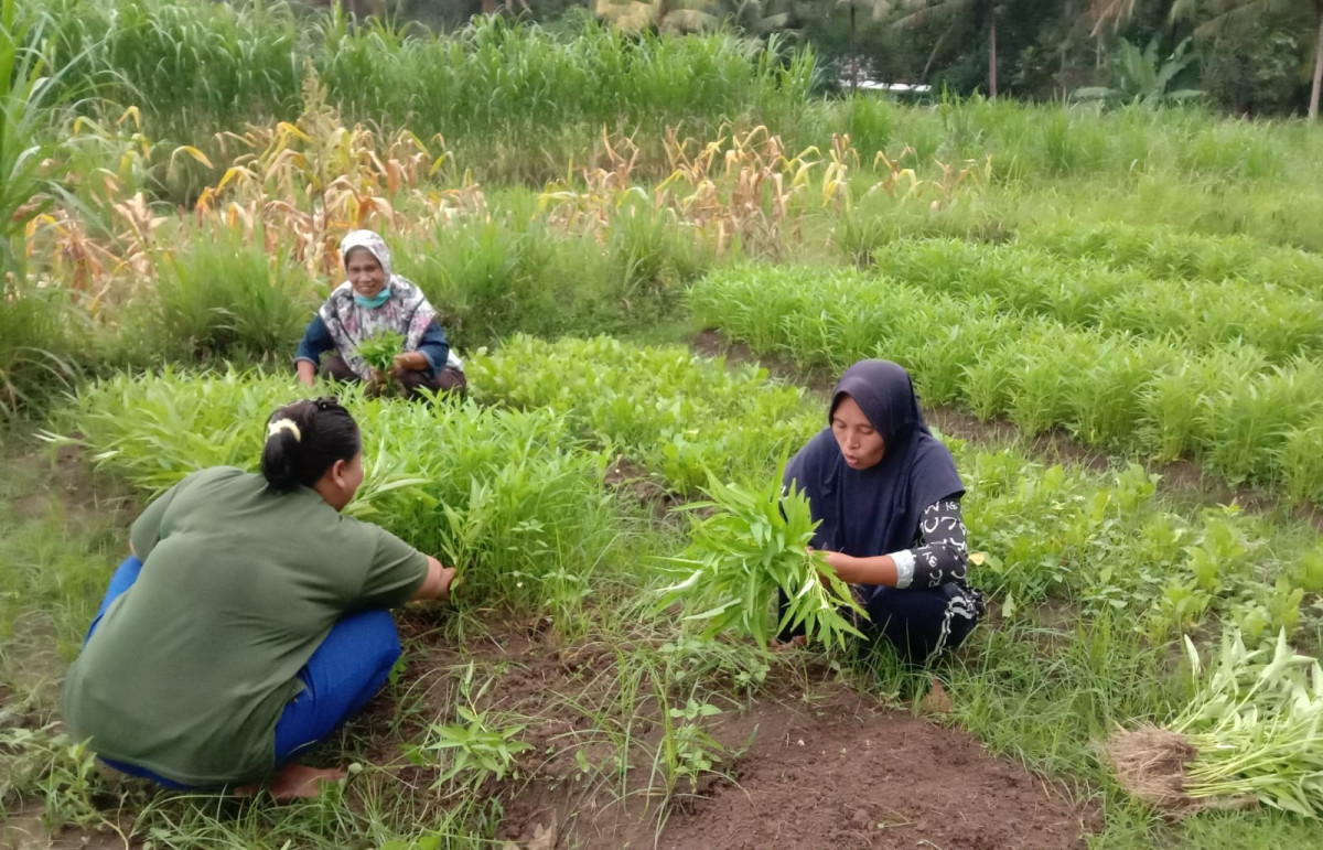 Kelompok Wanita Tani (KWT) Mawar Lestari kembali melakukan panen sayuran.